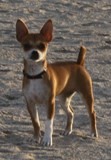 Mi bicho playero Mi bicho playero